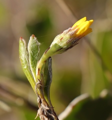 Osteospermum pyrifolium