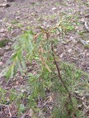 Juniperus communis