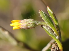 Osteospermum pyrifolium