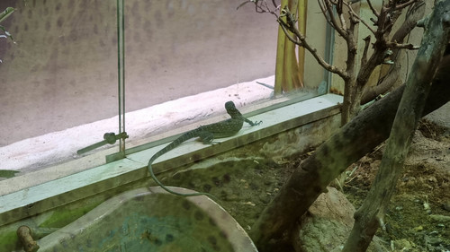Blue Speckled Tree Monitor