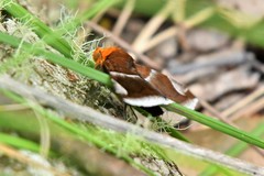 Buzara propyrrha