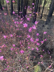 Rhododendron dauricum