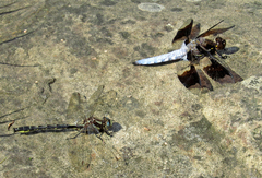 Phanogomphus borealis