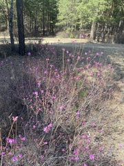 Rhododendron dauricum