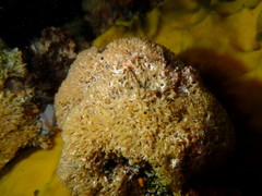 Gigantopora polymorpha