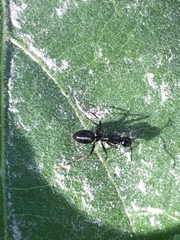 Camponotus aethiops