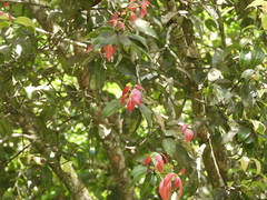 Cinnamomum mercadoi