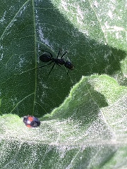 Camponotus aethiops