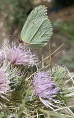 Gonepteryx nepalensis