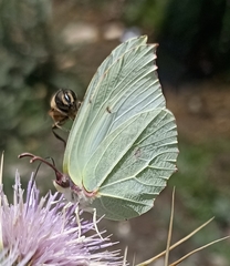 Gonepteryx nepalensis