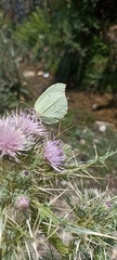 Gonepteryx nepalensis