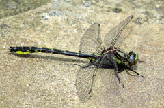 Phanogomphus borealis