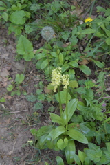 Orchis pallens