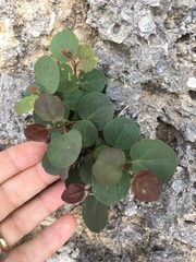 Capparis