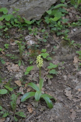 Orchis pallens