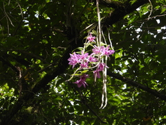 Dendrobium anosmum