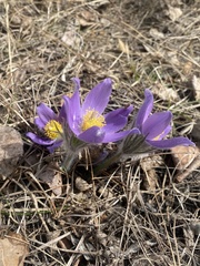 Pulsatilla turczaninovii