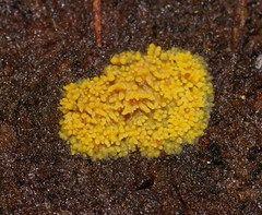 Phlebia subceracea