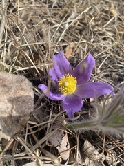 Pulsatilla turczaninovii