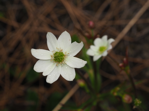 riverside windflower