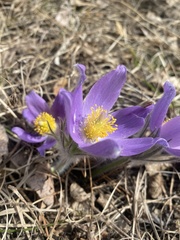 Pulsatilla turczaninovii