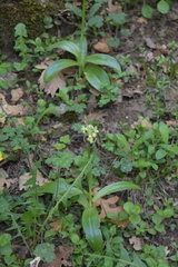 Orchis pallens