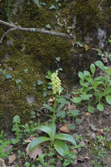 Orchis pallens