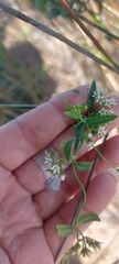 Astephanus triflorus