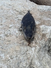 Lagocephalus sceleratus