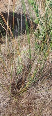 Astephanus triflorus