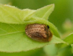 Hypocassida subferruginea