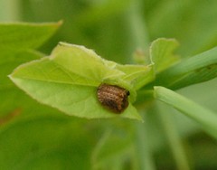 Hypocassida subferruginea