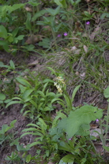 Orchis pallens