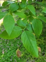 Chimonanthus praecox