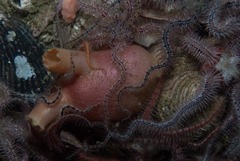 Ascidia incrassata