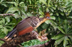 Hoatzin photo 3