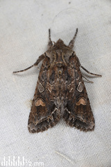 Ichneutica insignis