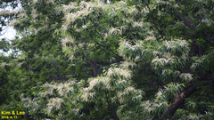 Castanea crenata