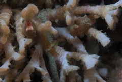 Gigantopora polymorpha