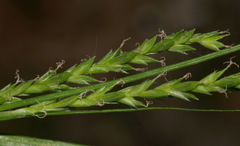 Carex strigosa