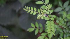 Zanthoxylum schinifolium