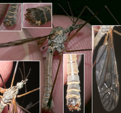 Tipula pseudovariipennis