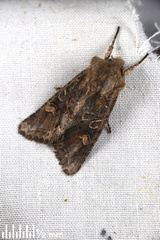 Ichneutica insignis