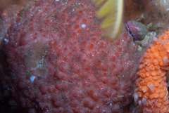 Gynandrocarpa placenta