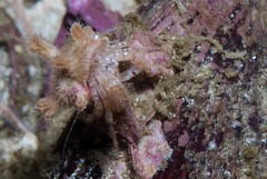 Anapagurus hendersoni