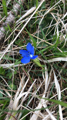 Gentiana verna