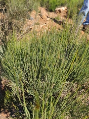 Ephedra fragilis