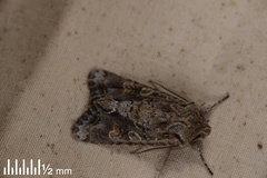 Ichneutica insignis