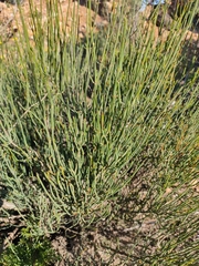 Ephedra fragilis