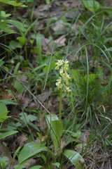 Orchis pallens